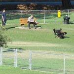 Dog Park
